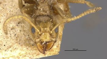 Media type: image;   Entomology 21359 Aspect: head frontal view